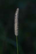 Bristlegrass