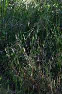 Bristlegrass