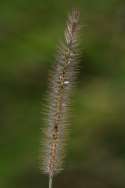 Bristlegrass