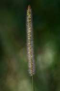 Bristlegrass