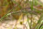 Water Grass / Coast Cockspur