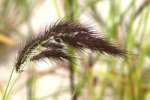 Water Grass / Coast Cockspur