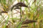 Water Grass / Coast Cockspur