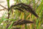 Water Grass / Coast Cockspur