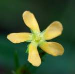 Pineweed / Orange Grass