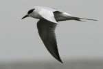 Laughing Gull