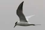 Laughing Gull