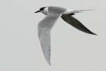 Laughing Gull