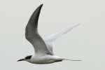 Laughing Gull