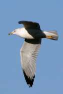 Ring-billed Gull