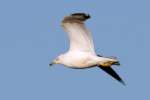 Ring-billed Gull