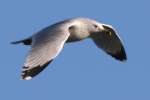 Ring-billed Gull