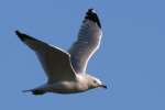 Ring-billed Gull