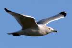 Ring-billed Gull