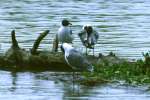 Laughing Gull