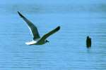 Laughing Gull