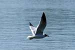 Laughing Gull