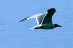 Laughing Gull