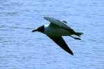 Laughing Gull