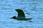 Laughing Gull