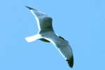 Laughing Gull