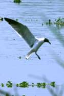 Laughing Gull