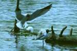 Laughing Gull