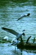 Laughing Gull