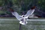 Laughing Gull