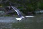 Laughing Gull