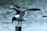 Laughing Gull