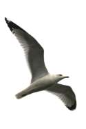 Herring Gull