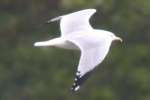 Herring Gull