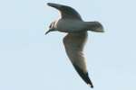 Herring Gull