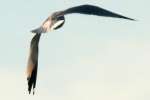 Herring Gull