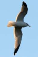 Herring Gull