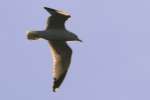 Herring Gull