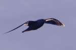 Herring Gull