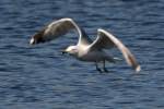 Ring-billed Gull