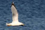 Ring-billed Gull