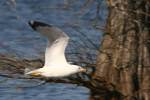 Ring-billed Gull