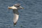 Ring-billed Gull