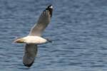 Ring-billed Gull