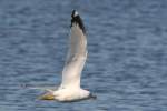 Ring-billed Gull