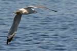 Ring-billed Gull