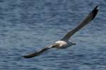 Ring-billed Gull