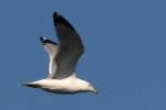 Ring-billed Gull