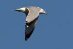 Ring-billed Gull