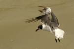 Laughing Gull