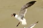 Laughing Gull